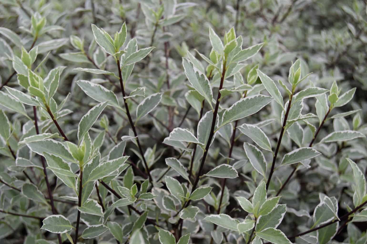 Pittosporum tenuifolium 'Silver Queen'